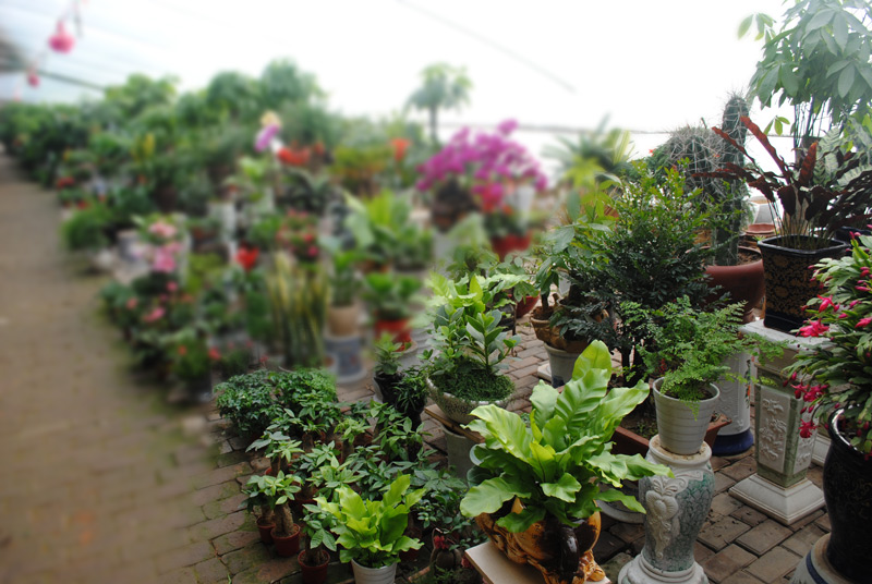 花卉 山西花卉种植基地 山西园林绿化工程 太原