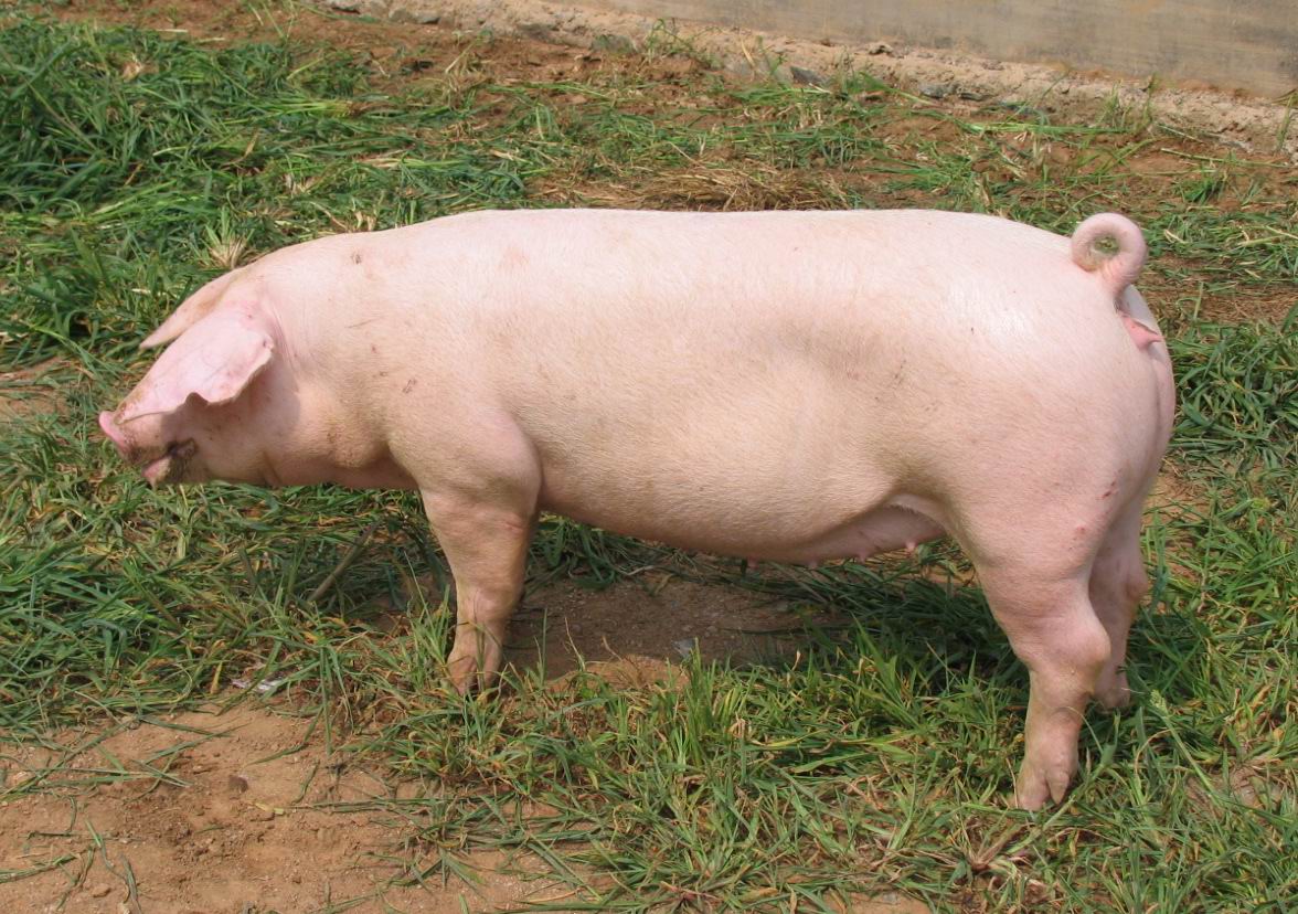 母猪 西部种猪养殖场,四川养殖场,重庆种猪养殖,重庆母猪公猪仔猪批发